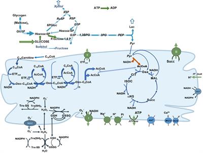Control and Regulation of Substrate Selection in Cytoplasmic and Mitochondrial Catabolic Networks. A Systems Biology Analysis